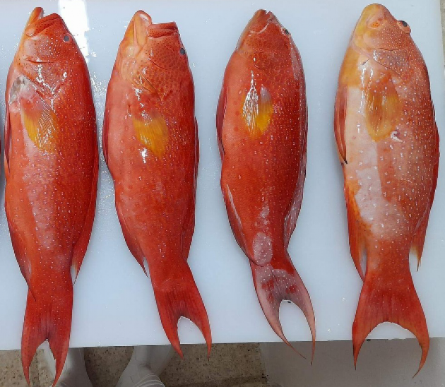 野生燕尾石斑魚500-600g